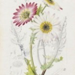 Arctotis aspera Linn. var. arborescens D.C.