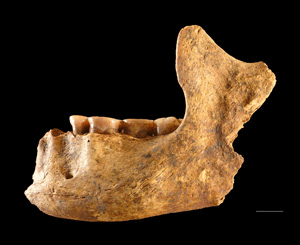 Mandibule from El Miron excavation