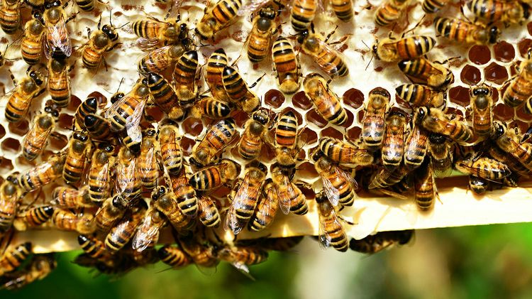 bee hive found in wall of historic unm building unm newsroom