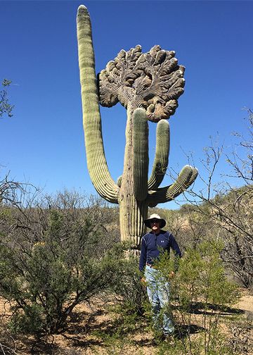 Alex Schauss besides a rare mutation of the crested saguaro (Carnegiea gigantea) taken at Saguaro National Park in Tucson. A