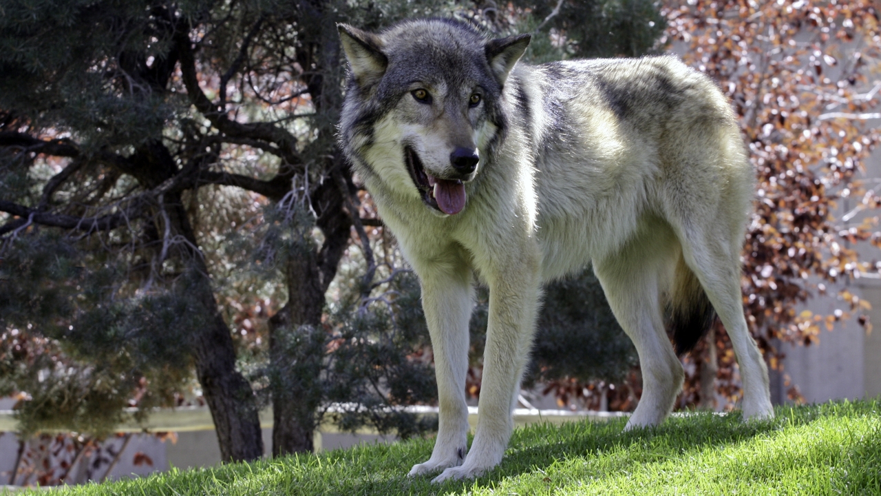 Annual ‘Wolf Fest’ happening this week UNM Newsroom