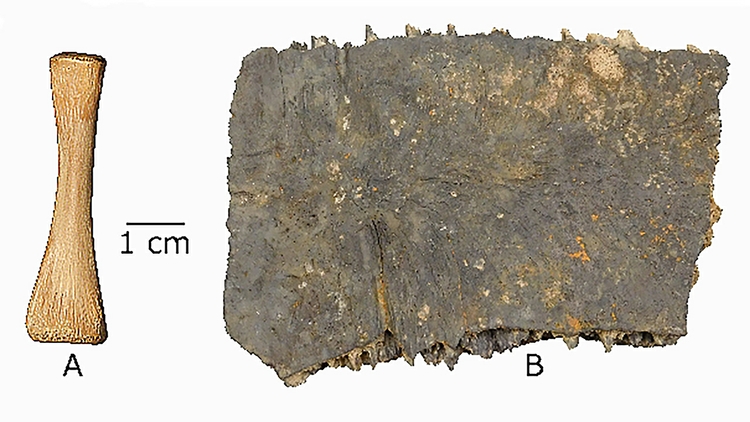 Bone sample