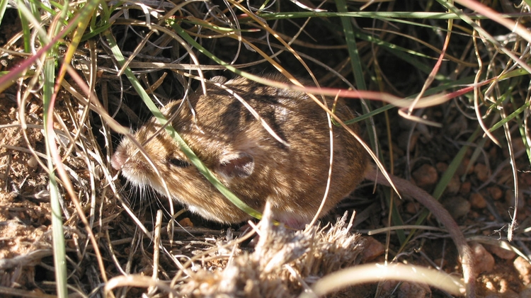 Pocket Mouse