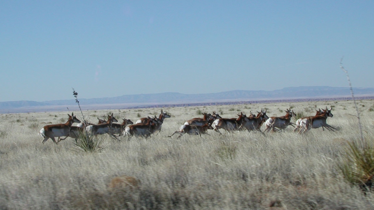 Pronghorn Antelope