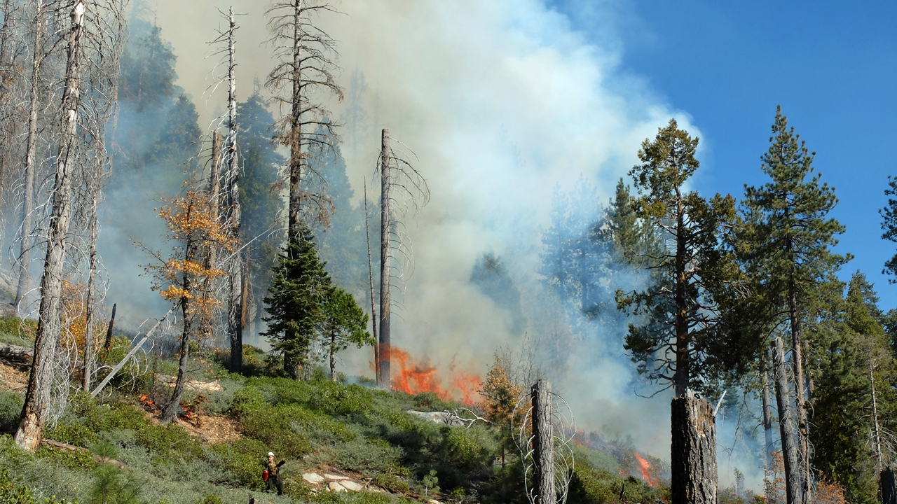 Scientists simulate forest and fire dynamics to understand area burn of