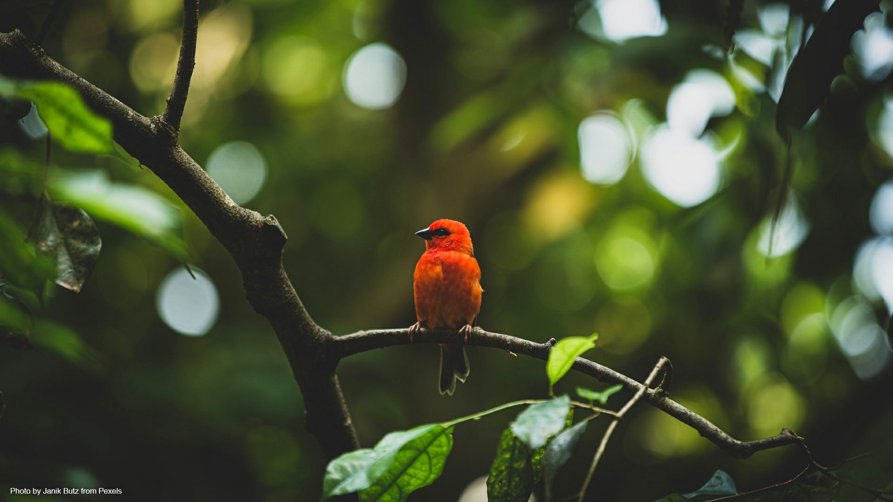 Researcher assembles evolutionary tree of birds UNM Newsroom