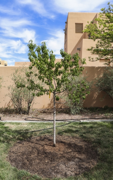 TreePlantingTree
