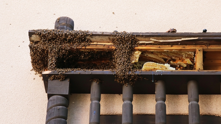 A bee hive