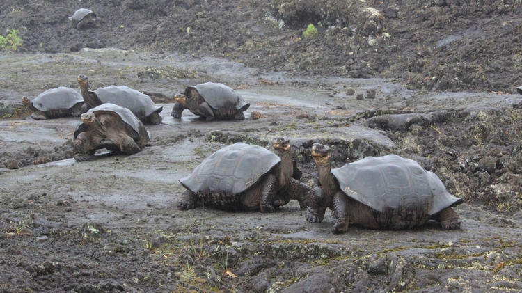 Unm Professor Contributes To Major Publication About Galapagos Tortoise Unm Newsroom