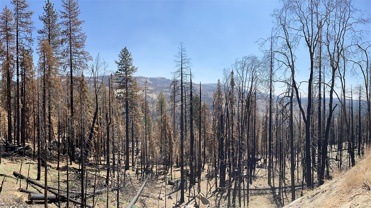 The Creek Fire 