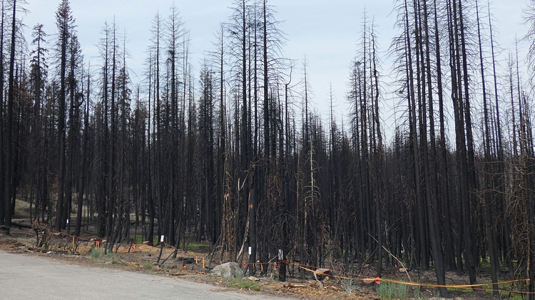 The Creek Fire 