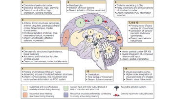 The Dreaming Brain