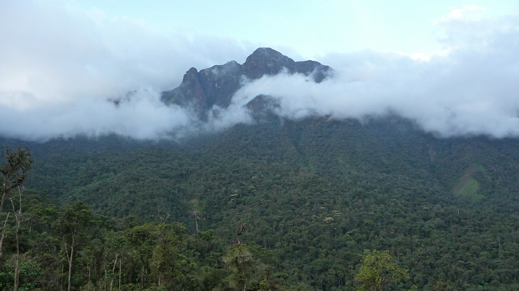 The montane forests of