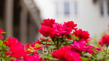 HR Service Awards honor 13,060 years of service