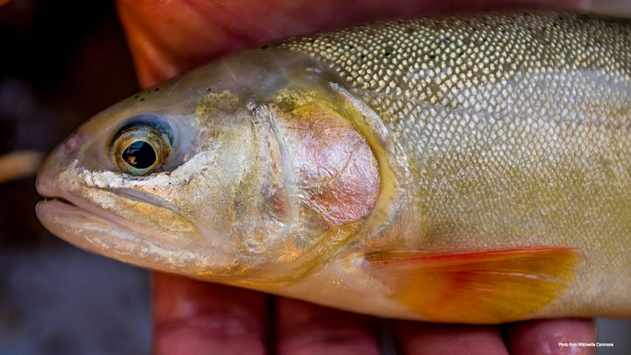 UNM biologists use genomic sequencing to inform preservation efforts ...