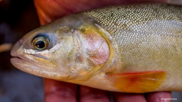 UNM biologists use genomic sequencing to inform preservation efforts for Gila trout 