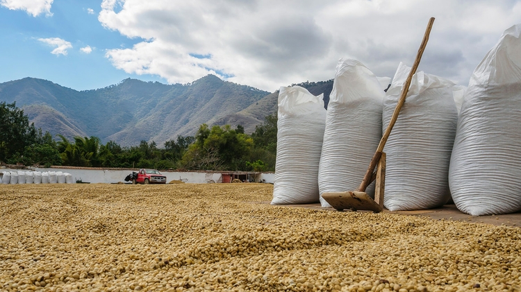 The coffee sector typically