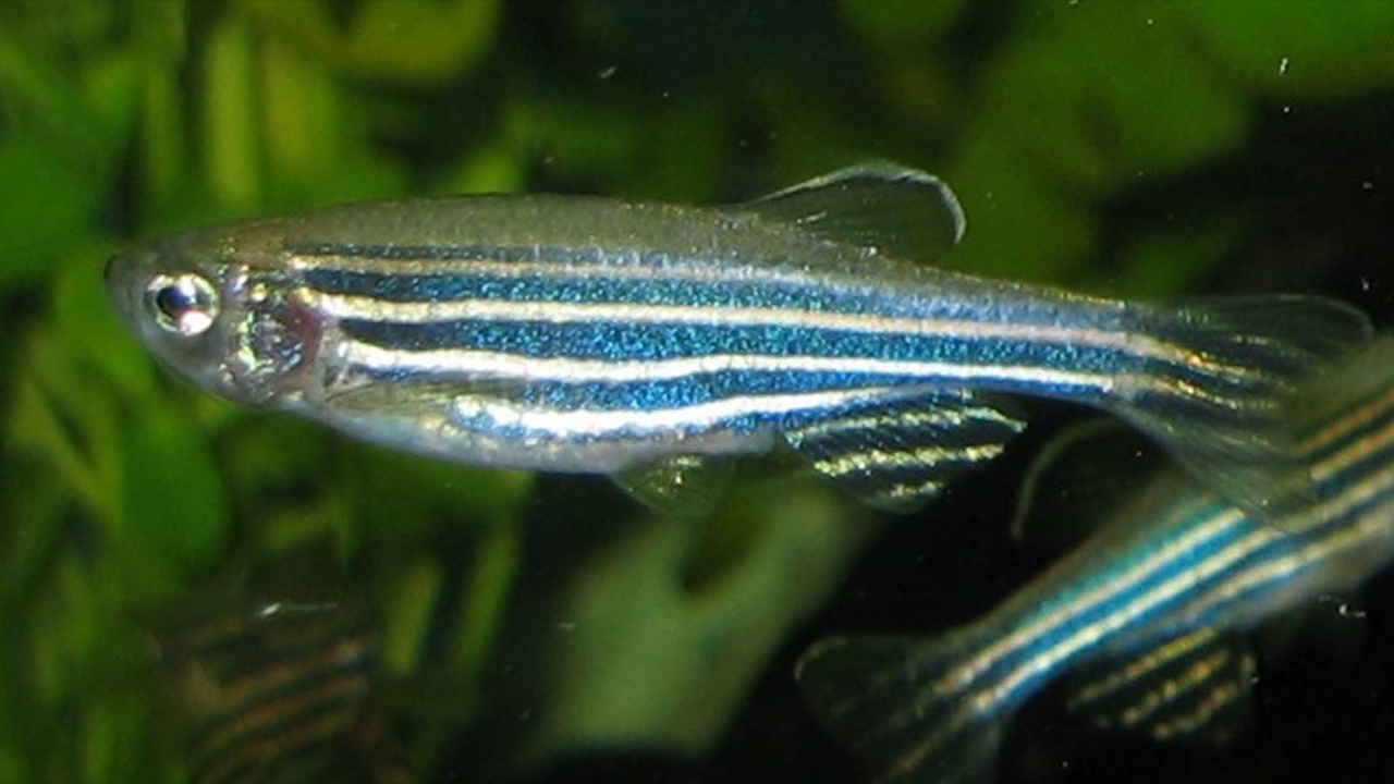 UNM biologists use zebrafish as model to understand loss of smell
