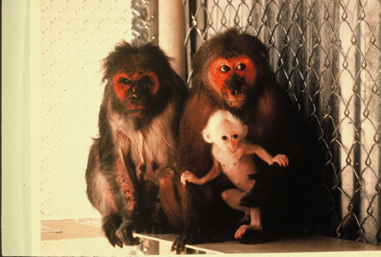 Monkey test subjects UNM Newsroom