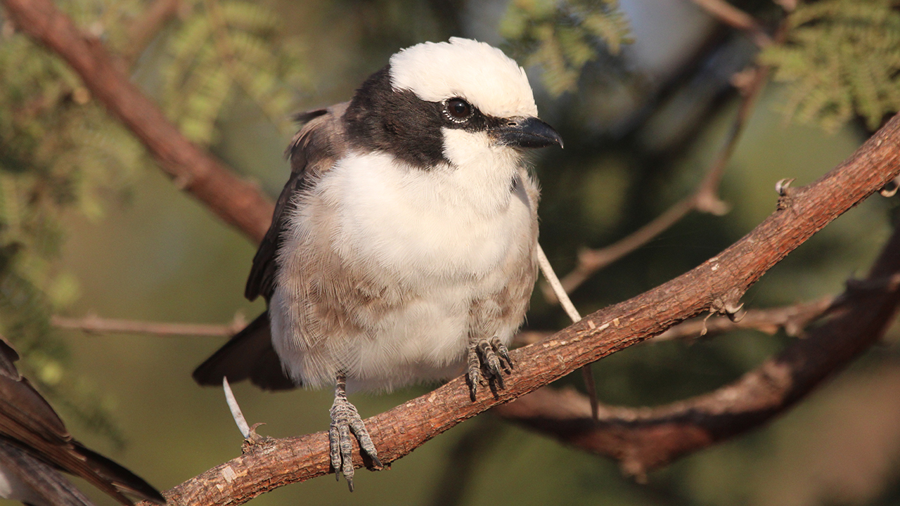 新墨西哥大学生物学系博士生发现新的鸟类家族