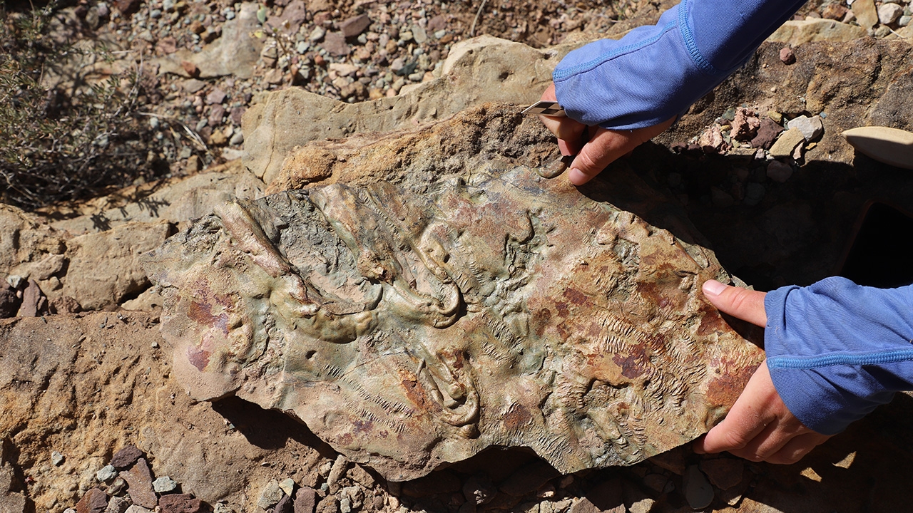 Geologists rewrite textbooks with new insights from Cambrian Rocks of ...