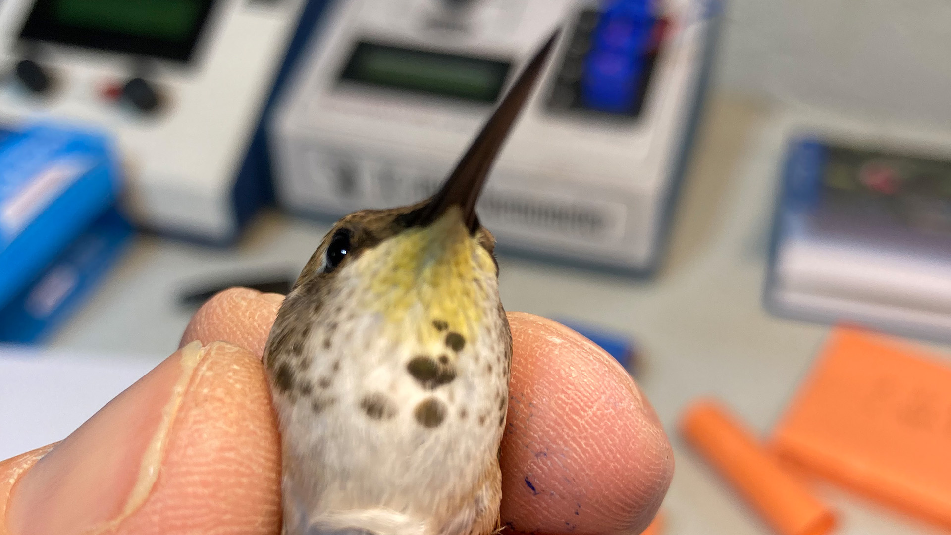 Researcher examines hummingbird torpor in uncertain environment