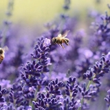 UNM alum research examines the future of bees in the Southwest