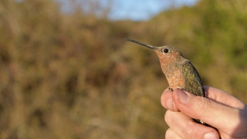 How miniature backpacks led to the discovery of the world’s largest hummingbird species
