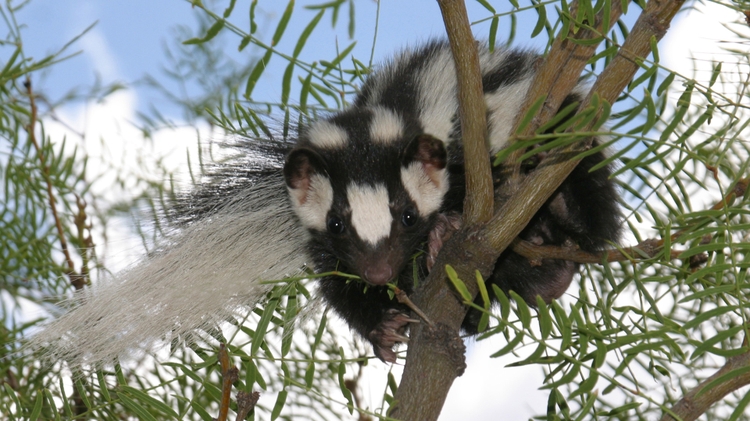 UNM research leads to publication of book about wild carnivores of New Mexico - Vimarsana News