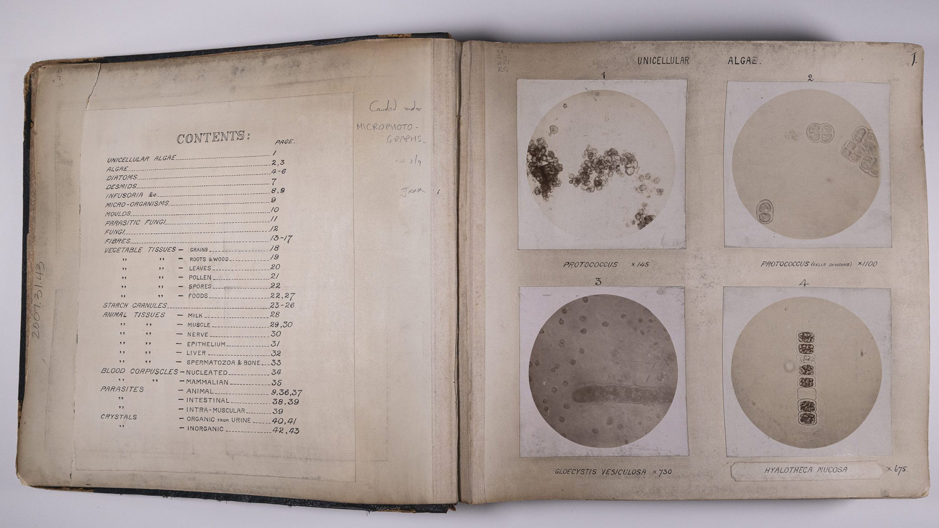 Microphotographs presented to the Royal Institute of Chemistry by Henry Droop Richmond circa 1877-1883