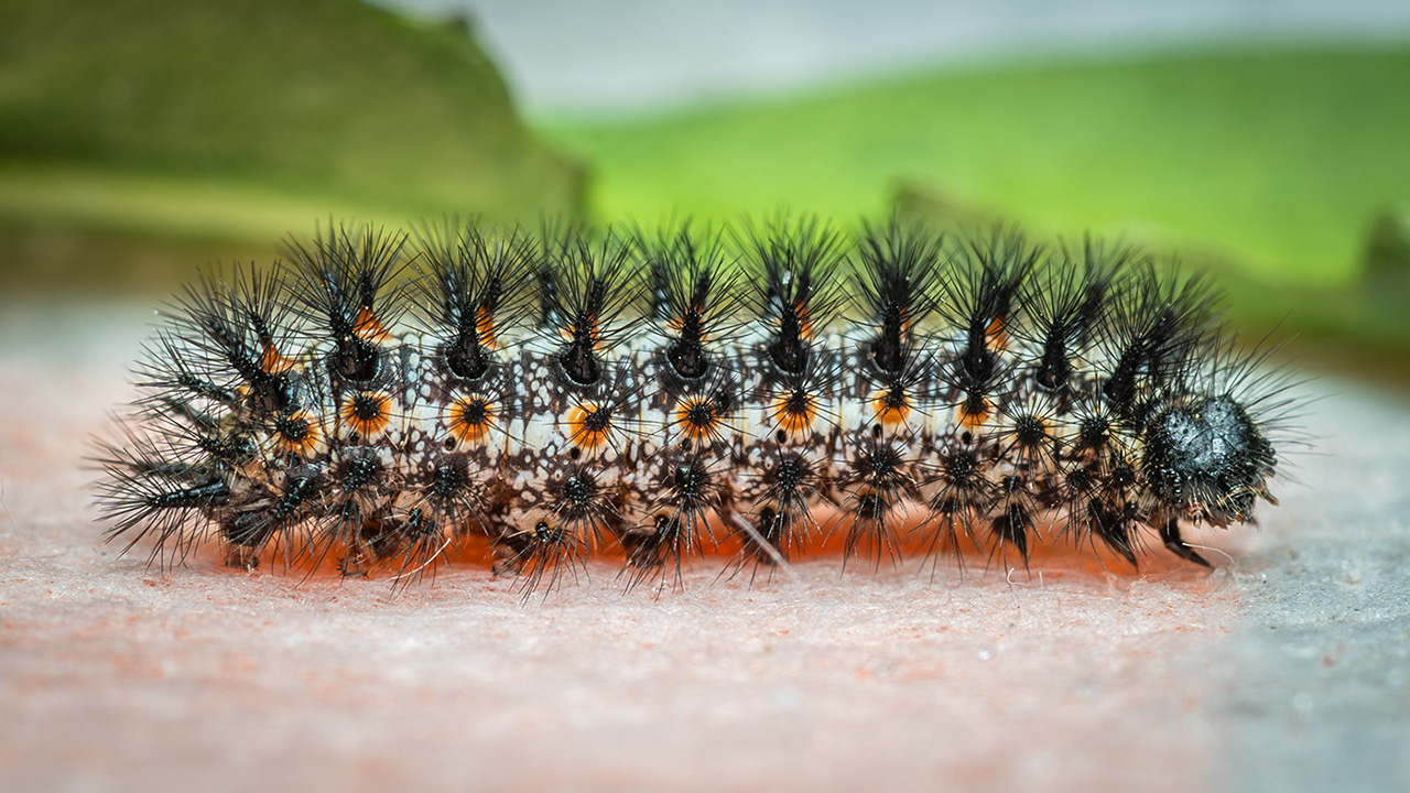 New Mexico Rare Arthropod Resource website launches to help conserve arthropod species