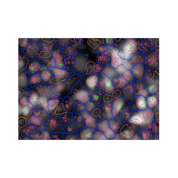Human Cells