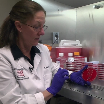 Disarming superbug MRSA to fight antibiotic resistance Disarming superbug MRSA to fight antibiotic resistance