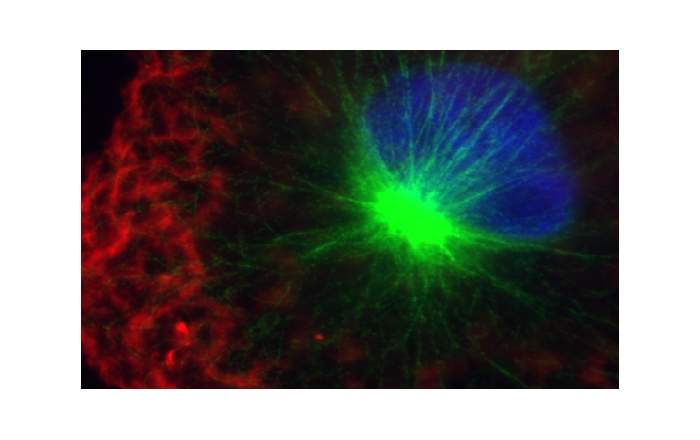 Art of Systems Biology and Nanoscience