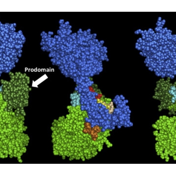 UNM researchers develop cholesterol-fighting vaccine