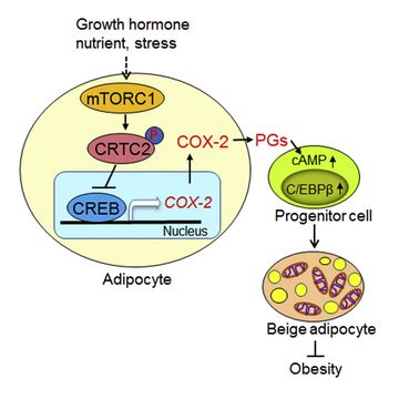 Adipose mTORC1 Suppresses Prostaglandin Signaling and Beige Adipogenesis via the CRTC2-COX-2 Pathway | Cell Reports