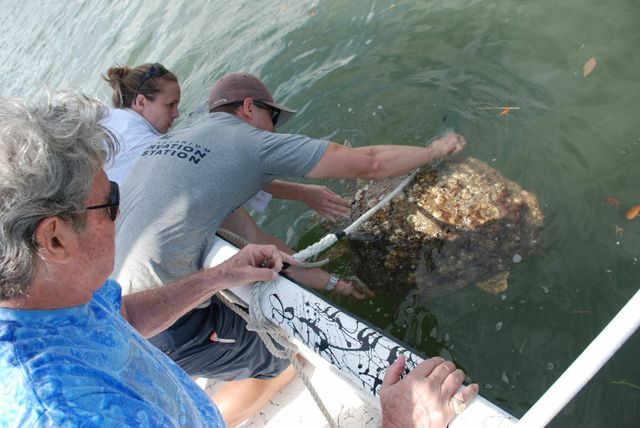 Sea Turtle Assisted by Georgia Aquarium Conservation Field Station Sea Turtle Assisted by Georgia Aquarium Conservation Field Station