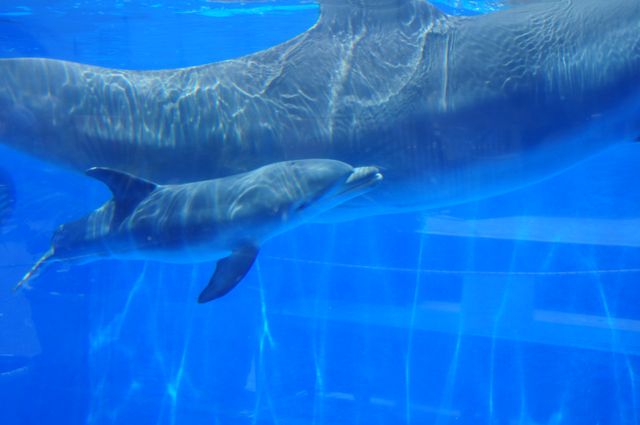 Marineland Dolphin Adventure Mourns Loss of Dolphin Calf Marineland Dolphin Adventure Mourns Loss of Dolphin Calf