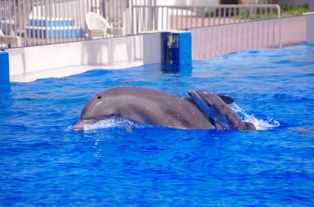 Marineland Dolphin Adventure Welcomes Dolphin Calf Marineland Dolphin Adventure Welcomes Dolphin Calf