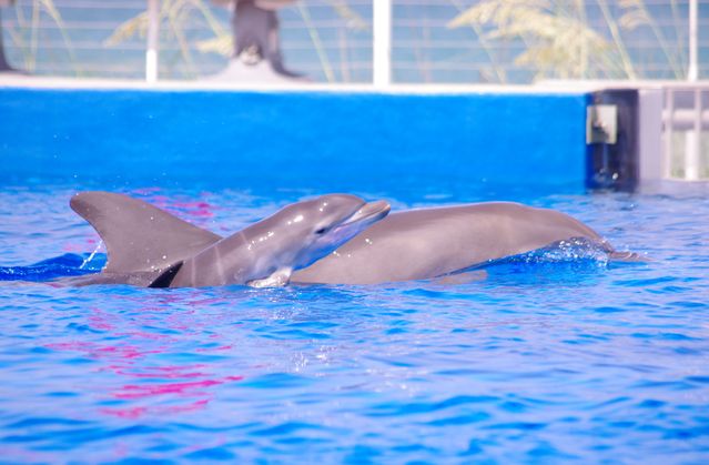 Marineland Dolphin Adventure Welcomes Dolphin Calf