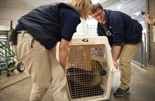 Sea-Lion-Transport-49