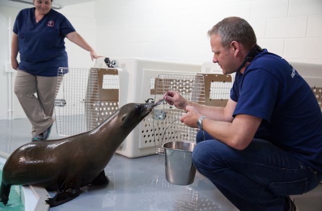 Sea-Lion-Transport-305