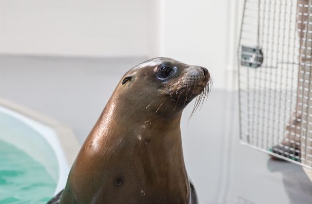 Sea-Lion-Transport-458