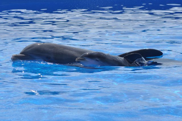 Marineland Dolphin Adventure Announces Name of Newest Dolphin Calf Marineland Dolphin Adventure Announces Name of Newest Dolphin Calf