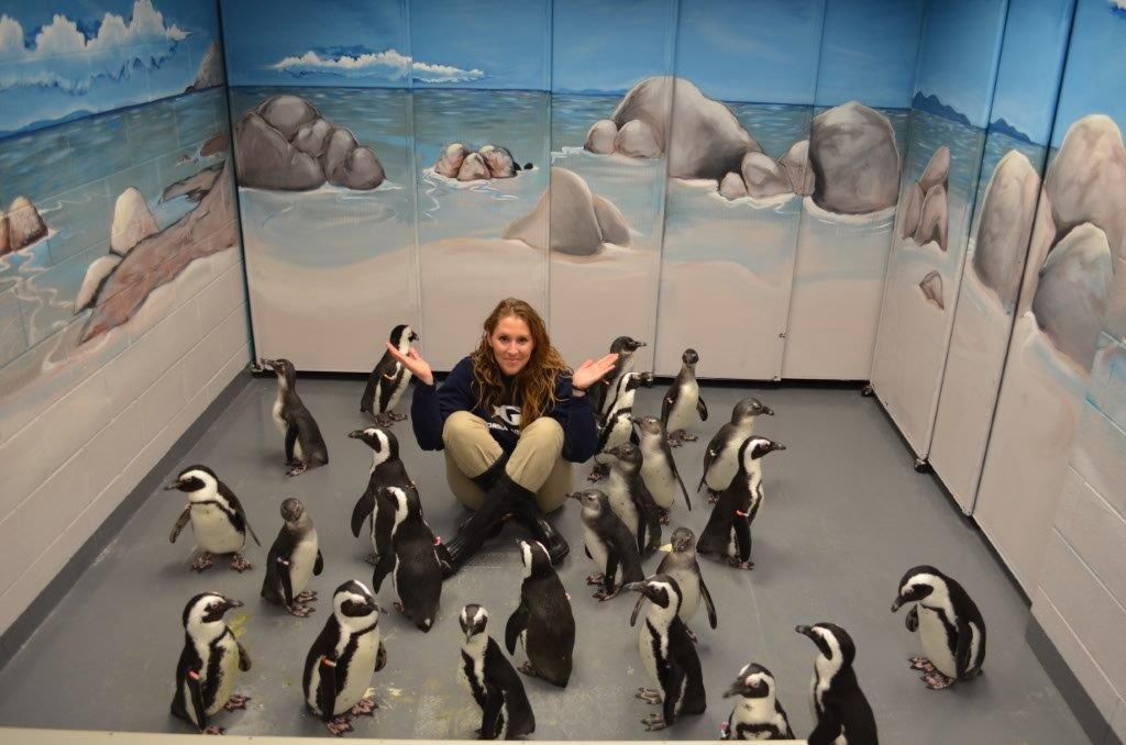 24 Penguin Chicks and Counting! Aquarium