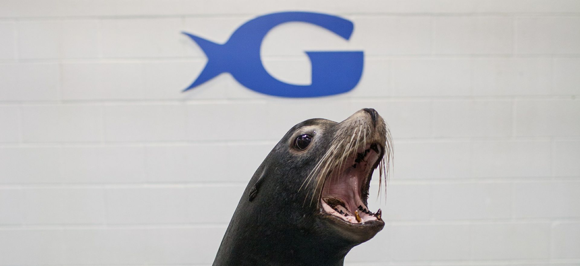 Sea Lions Roar Their Way Into Aquarium With March Gallery