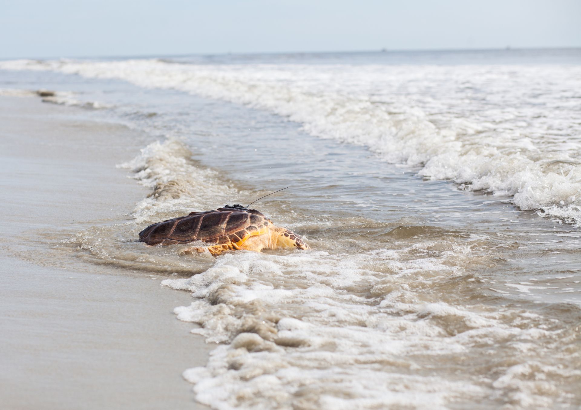 Update Aquarium to Release Sea Turtle in Jekyll Island Aquarium