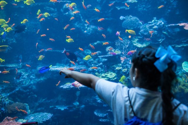 Georgia Aquarium and Google to Host 3,600 Students Georgia Aquarium and Google to Host 3,600 Students