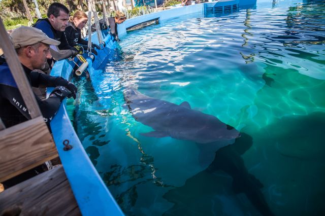 New Sand Tiger Breeding Facility Opens at Marineland Dolphin Adventure New Sand Tiger Breeding Facility Opens at Marineland Dolphin Adventure