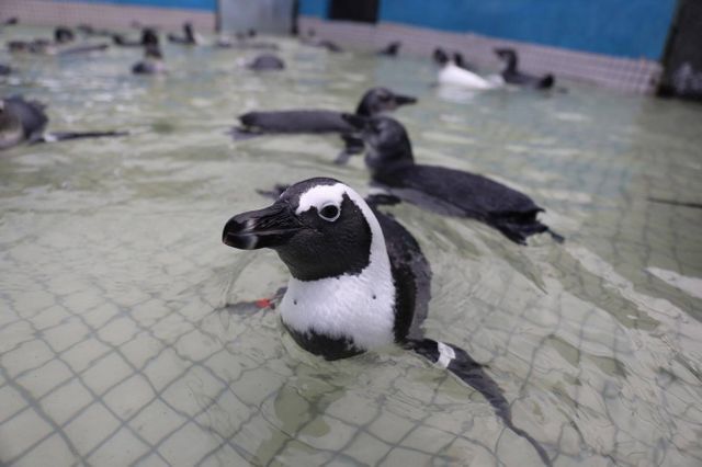 Georgia Aquarium Releases Rehabilitated African Penguins in South Africa Georgia Aquarium Releases Rehabilitated African Penguins in South Africa